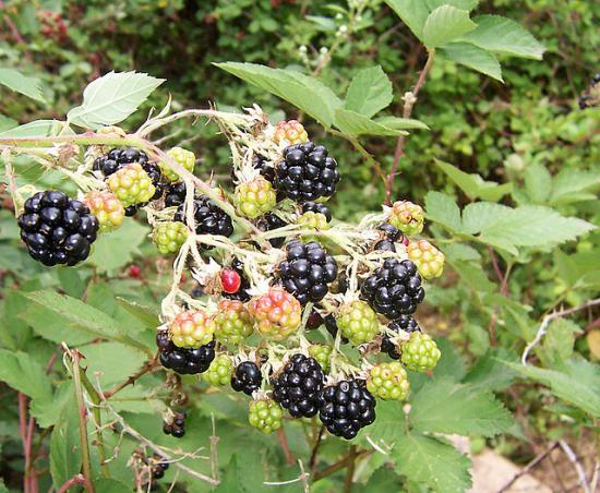 Blackberry fruits10