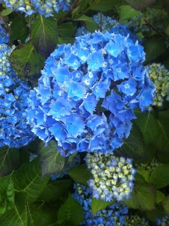 Bleu hortensia
