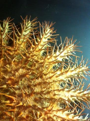 Etoile de mer devoreuse de corail