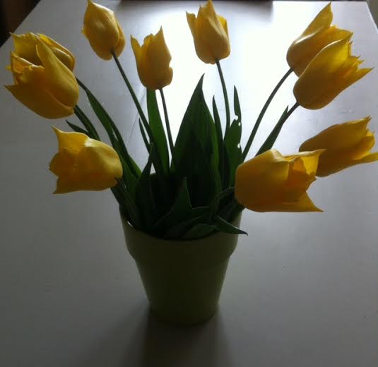 Tulipes jaunes 2