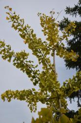 ginkgo-et-sapin-jd.jpg