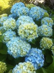 Hortensia