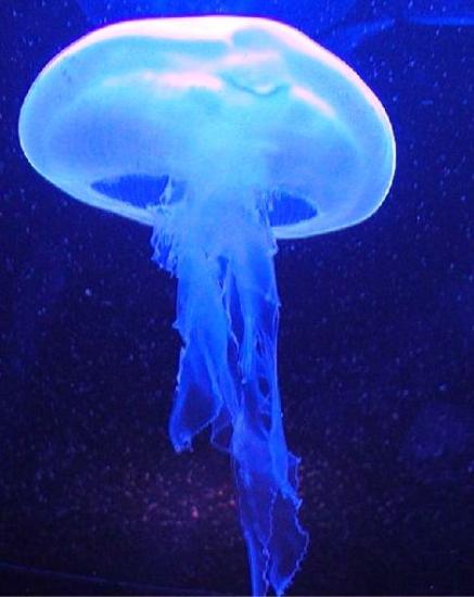 Meduse