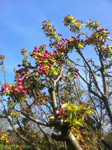 Pommier fleurs