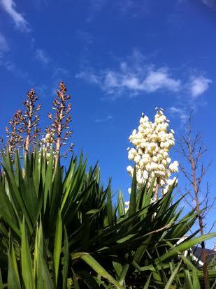 Yucca1