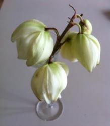 Yucca3